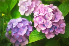 Purple-flowers