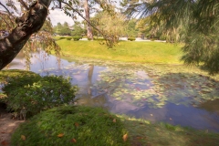 Pond on temple grounds  Japan